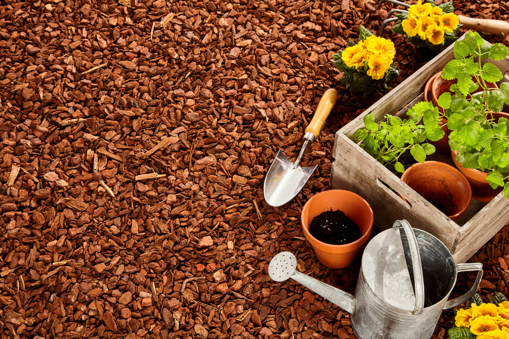 Wholesale Plants & Products